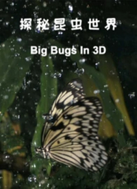 探秘昆虫世界 2021 纪录片 海报