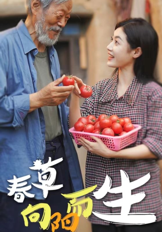 春草向阳而生 2024 短剧 海报