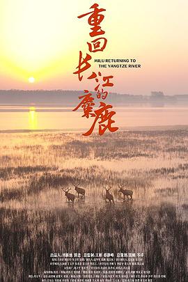 重回长江的麋鹿 2020 纪录片 海报
