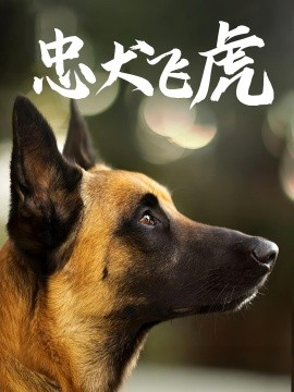 忠犬飞虎 2025 短剧 海报
