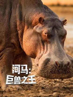 河马：巨兽之王 2025 纪录片 海报