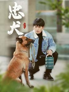 忠犬 2025 短剧 海报